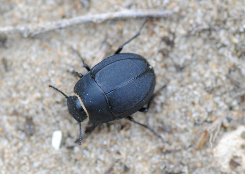 Identificazioni: Erodius siculus ssp. dalmatinus